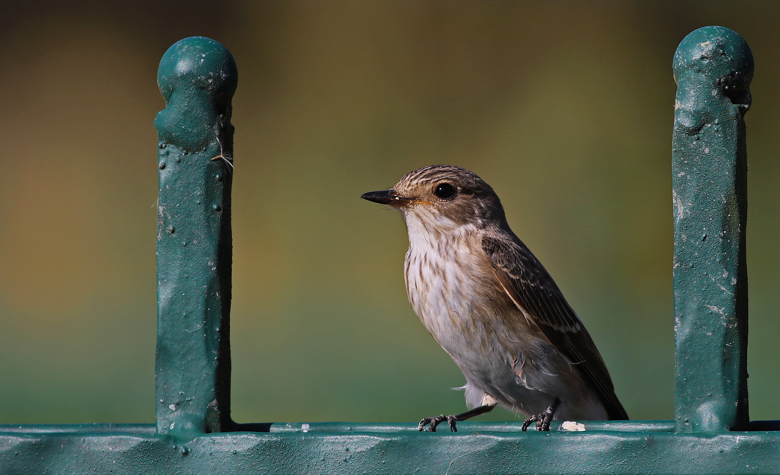 Spotted Flycatcher